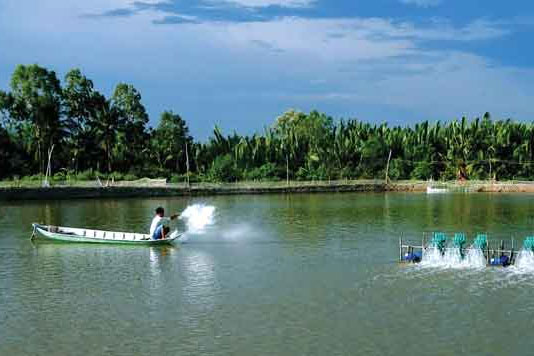 Cách gây màu nước trong ao nuôi tôm hiệu quả nhất