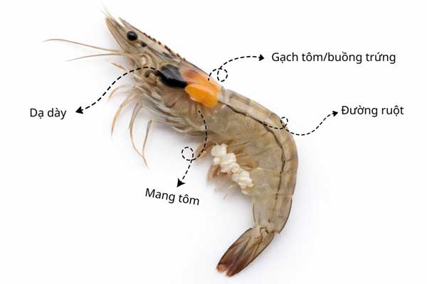 Bạn đã thực sự ăn tôm đúng cách