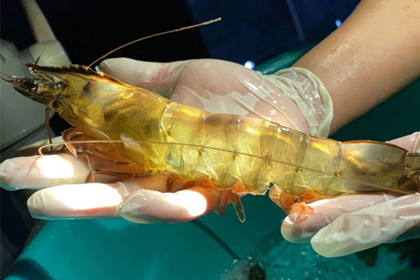 Các bệnh nguy hiểm trên tôm có thể từ tôm bố mẹ