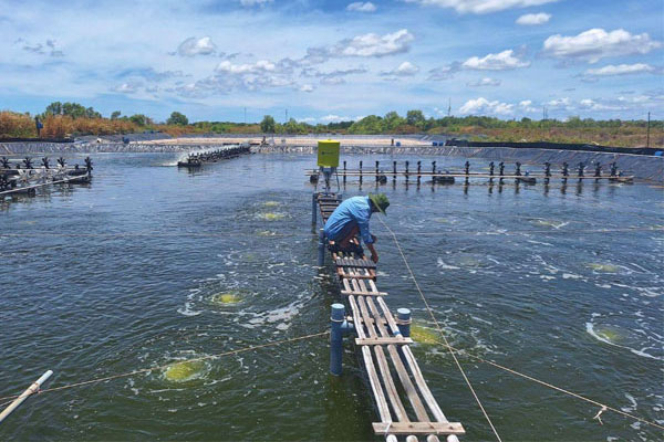 Các biện pháp thay thế kháng sinh trong nuôi trồng thủy sản