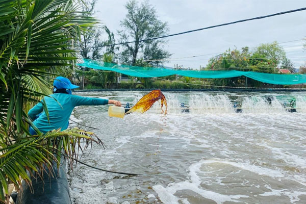 Các biện pháp xử lý nước trước khi thả tôm