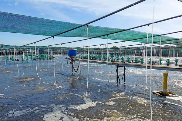 Cách nhận biết xử lý nước ao nuôi trước thả đã đạt yêu cầu