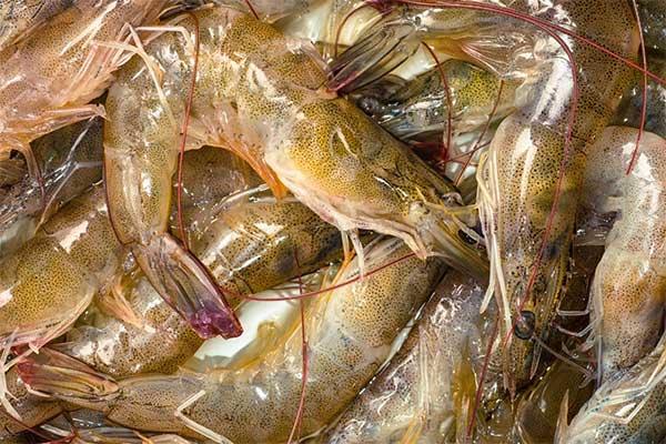 Cách phân biệt tôm tươi tự nhiên và tôm bơm tạp chất