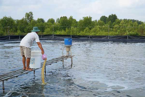 Có nên đánh khoáng cho vi sinh phát triển