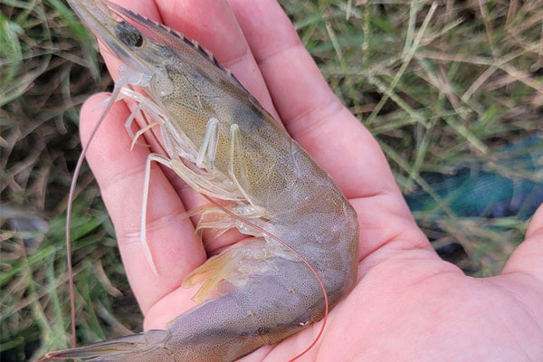 Điểm danh các dấu hiệu tôm đang thiếu hụt dinh dưỡng