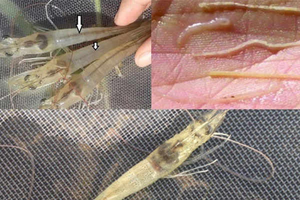 Hiệu quả của các loại thuốc vi sinh trong phòng trị bệnh phân trắng ở tôm