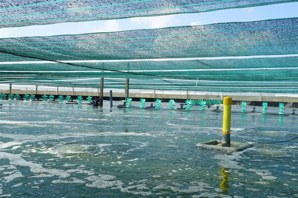 Lợi ích và hạn chế của mô hình nuôi tôm nhà lưới