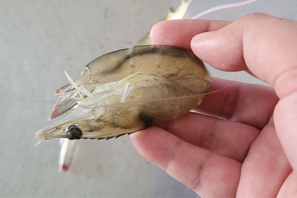 Lý do tôm bị mềm vỏ sau mưa