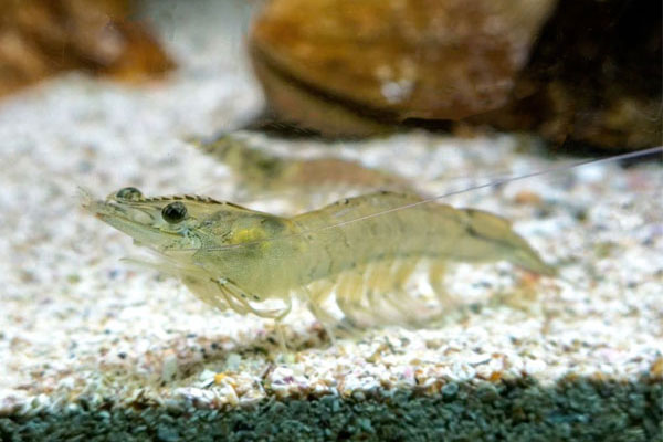 Mối quan hệ thời gian đông máu và sức khỏe tôm nuôi