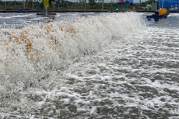 Nguyên nhân quạt vẫn chạy nhưng tôm vẫn rớt đáy