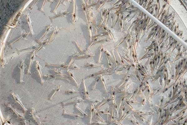 Nguyên nhân tôm bị teo gan, trống ruột