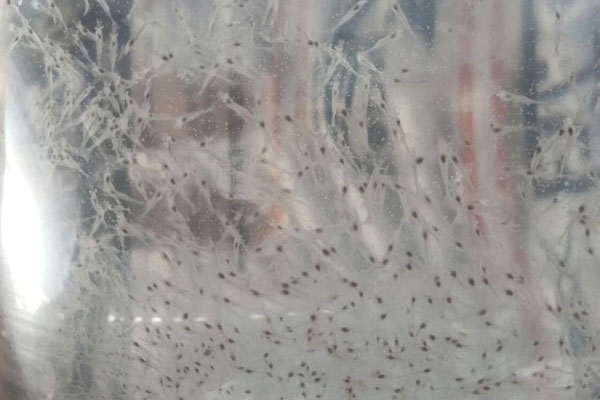 Nhận biết con giống đạt chuẩn bằng mắt thường