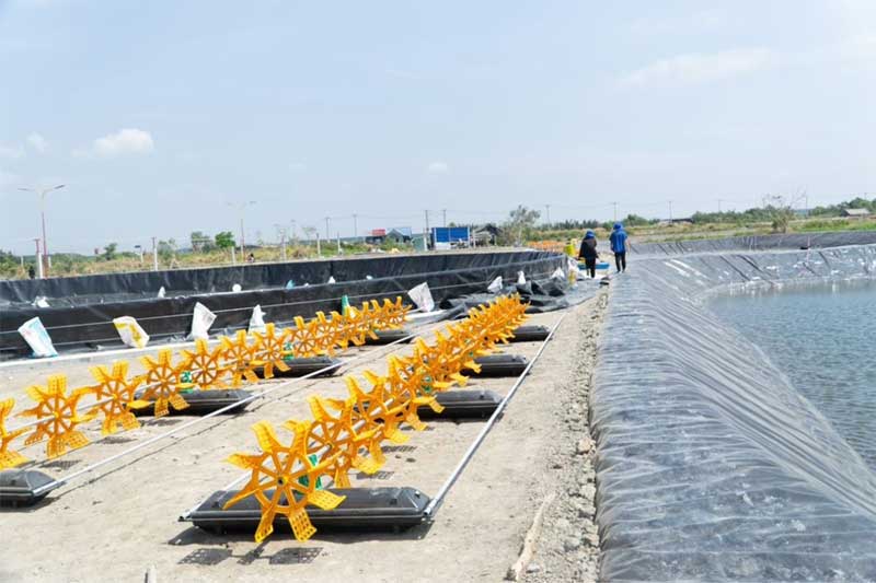 Nhớt bạt ao nuôi tôm, nguyên nhân và cách xử lý