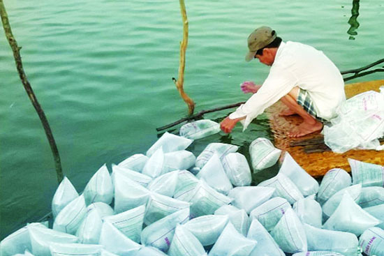 Những lưu ý quan trọng khi thả tôm giống