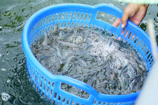 Phát hiện tôm bệnh trong ao