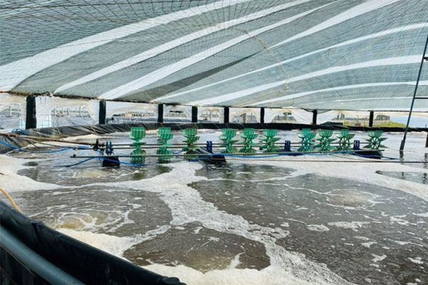 Phòng chống dịch bệnh thủy sản trong mùa nắng nóng