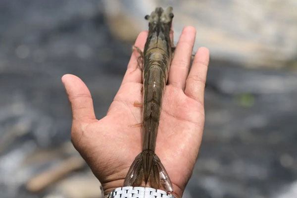 Thời tiết ảnh hưởng thế nào đến tôm thẻ chân trắng