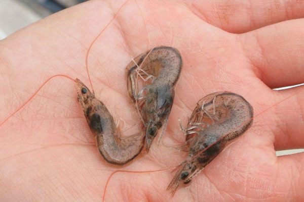 Tôm sốc nhiệt dẫn đến cong thân đục cơ