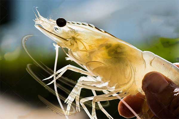 vai-tro-cua-protein-soc-nhiet-trong-co-che-thich-nghi-nhiet-do-cua-tom-nuoi