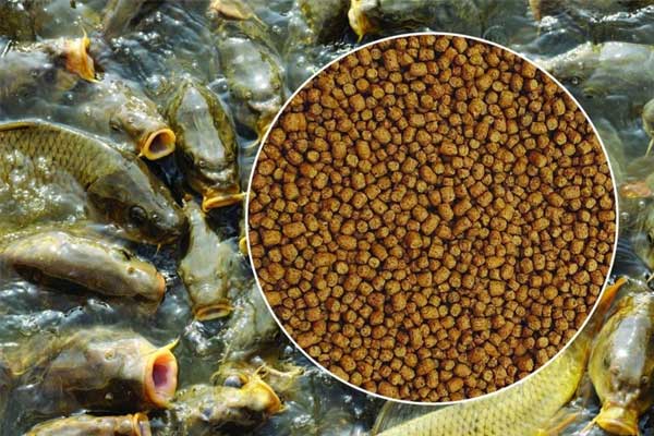 Vai trò ngày càng lớn của enzyme trong thức ăn thủy sản