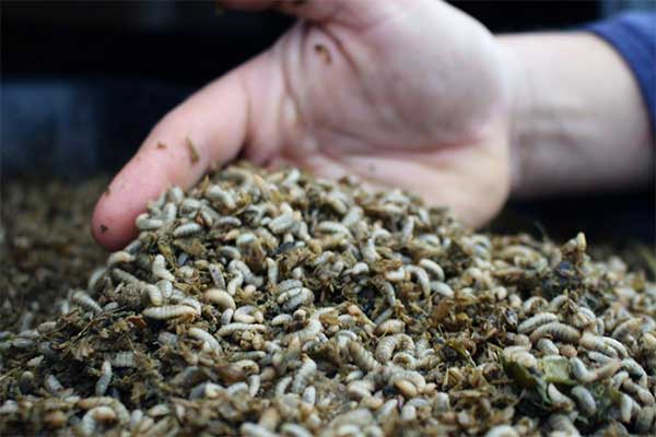 Xu hướng nuôi ruồi lính đen làm thức ăn thủy sản