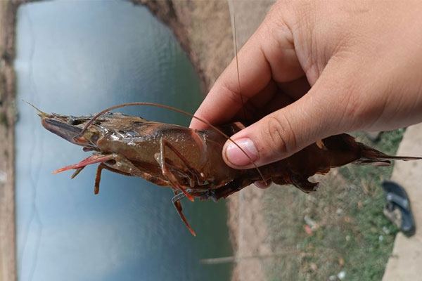 Xử lý hiện tượng tôm bị đóng rong ở thân
